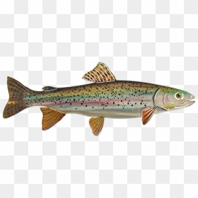 Rainbow Png Coastal Cutthroat Trout - Cutthroat Trout Png, Transparent Png - fishes png