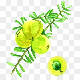 Amla Berries - Watercolor Amla, HD Png Download - berries png