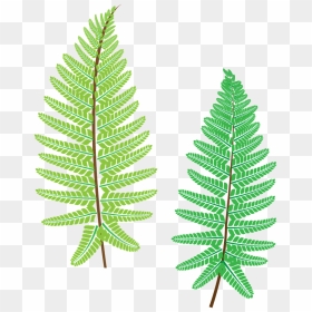 Ostrich Fern, HD Png Download - ferns png