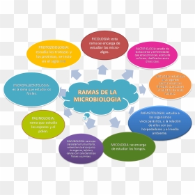 Imagen - Ciencias Relacionadas Con La Microbiologia, HD Png Download - ramas png