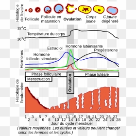 Menstruation Cycle, HD Png Download - canceled png