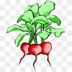 Radish Clipart, HD Png Download - beet png