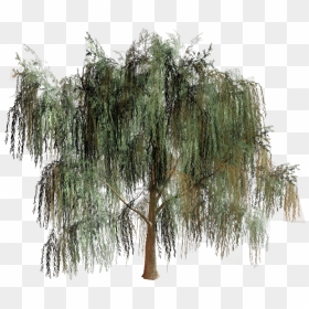 Willow Tree Branch Biome, HD Png Download - willow png