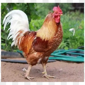 Thumb - Cock Bird, HD Png Download - live chicken png