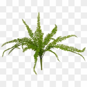 Fern, HD Png Download - ferns png