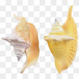 Rooster Conch Decorative Shell Seashells 4-6 - Shell, HD Png Download - seashells png