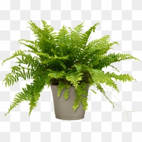 Air Purifier Boston Fern For Home-office - Nephrolepis Exaltata Teddy Junior, HD Png Download - ferns png