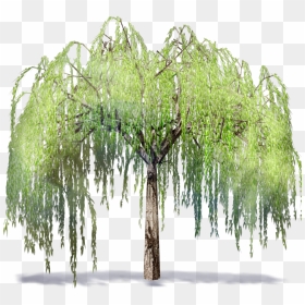 Willow Tree Transparent , Png Download - Transparent Background Willow Tree Clipart, Png Download - willow png