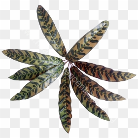 Artificial Calathea Peacock, - White Pine, HD Png Download - peacock leaf png