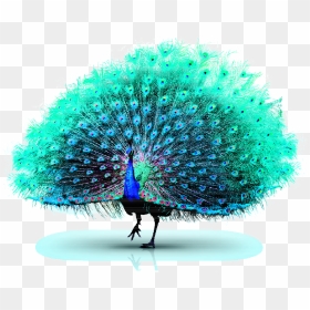 Asiatic Peafowl Green Peafowl - Peacock Feather Vector Png, Transparent Png - peacock clipart png
