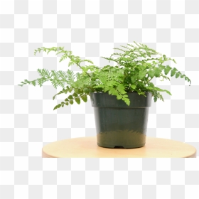 Transparent Ferns Png - Flowerpot, Png Download - ferns png