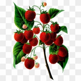 Plant Bearing Berries - Raspberry, HD Png Download - berries png