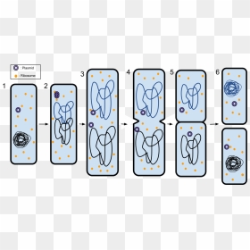 Binary Fission And Plasmid, HD Png Download - binary png