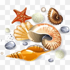Seashells Png, Transparent Png - seashells png
