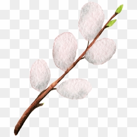 Pussy Willow , Png Download - Pussy Willows Clipart Png, Transparent Png - willow png
