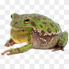 Image - Barking Tree Frog, HD Png Download - nina dobrev png tumblr