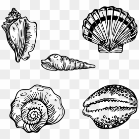 Shell, HD Png Download - seashells png