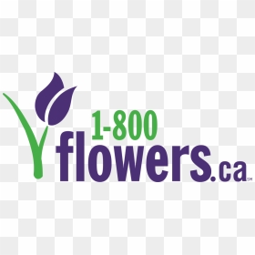 1 800 Flowers Canada Coupon Codes - 1800 Flowers Logo Png, Transparent Png - flowers logo png