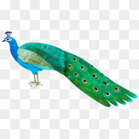 Peafowl, HD Png Download - peacock leaf png