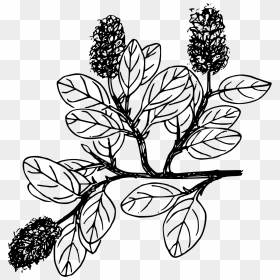 Snow Willow Clip Arts - Drawing, HD Png Download - willow png