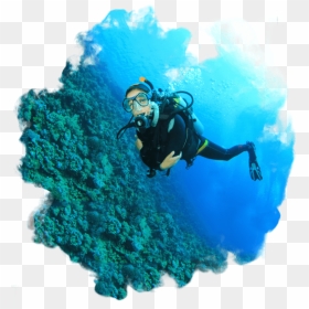 Snorkeling, Scuba Diving And Spearfishing, Dive Newcastle - Scuba Diving, HD Png Download - scuba diver png