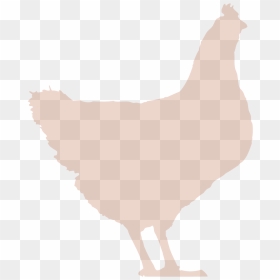 Rooster, HD Png Download - live chicken png