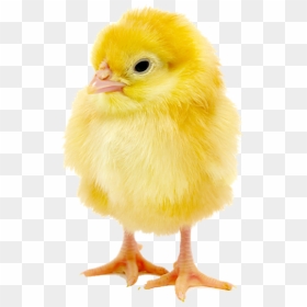 Chick1 - Transparent Baby Chicken Png, Png Download - live chicken png