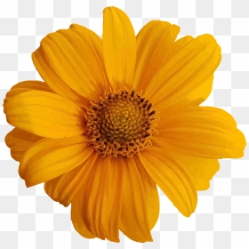 Transparent Background Yellow Flower Clipart, HD Png Download - humo blanco png