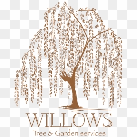 Weeping Willow Tattoo Artist Tree Drawing - Drawing Weeping Willow Tree, HD Png Download - willow png