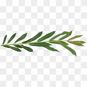Willow Leaf Png , Png Download - Weeping Willow Leaves, Transparent Png - willow png