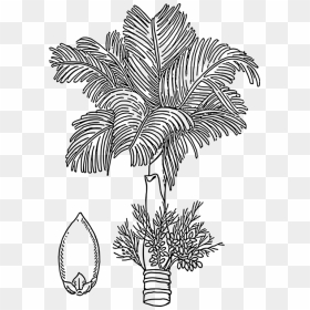Line Art,plant,flora - Betel Nut Tree Outline, HD Png Download - paan leaf png