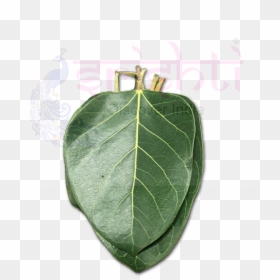 Srfu-banyan Leaf Fresh - Buttonbush, HD Png Download - paan leaf png