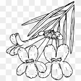 Willow Big Image Png - Desert Willow Drawing, Transparent Png - willow png