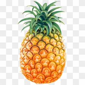Fruit Background Pineapple Transparent - Pineapple Clipart, HD Png Download - fruits background png