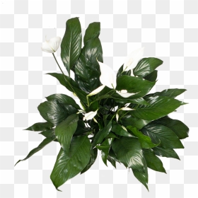Spathipyllum Care - Spathiphyllum Top View Png, Transparent Png - indoor plants top view png
