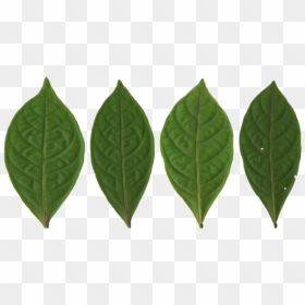 Blatt Pfirsichbaum, HD Png Download - paan leaf png