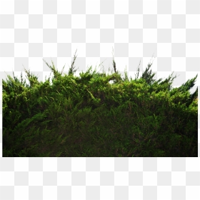 Transparent Ground Png - Bushes Png, Png Download - bushes vector png