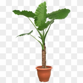 Potted Plant Png - Transparent Background Potted Plant Png, Png Download - indoor plants top view png