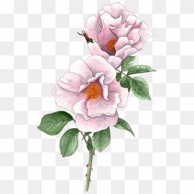 Rose Light Pink - Rosa Canina, HD Png Download - indoor plants top view png