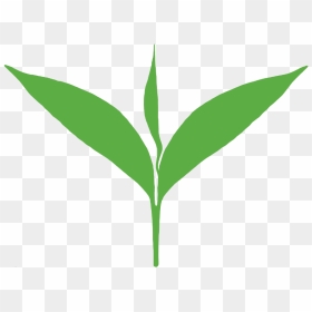 Green Tea Leaf Png - Vector Tea Leaf Png, Transparent Png - green leaf design png