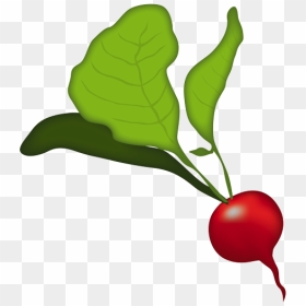 Radish, HD Png Download - vegetables png icons