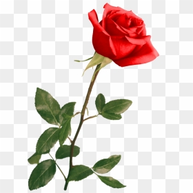 Red Rose By Violettalestrange - Rose With Stem Photography, HD Png Download - png wedding images for photoshop