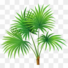Clipart House Plant Png Library Download Palm Plant - Plants Clipart Transparent Background, Png Download - indoor plants top view png