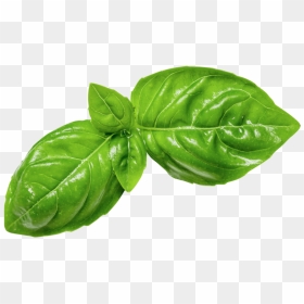 Fresh Basil Leaf Png, Transparent Png - paan leaf png
