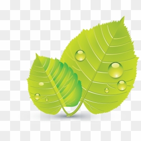 Design Free Logo Green Leaves Online Template - Illustration, HD Png Download - green leaf design png