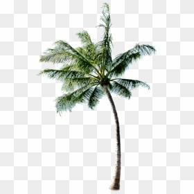 Coconut Tree Download Transparent Png Image - High Resolution Coconut Tree Png, Png Download - coconut tree images png