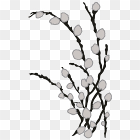 Pussy Willows Clipart Black And White, HD Png Download - willow png