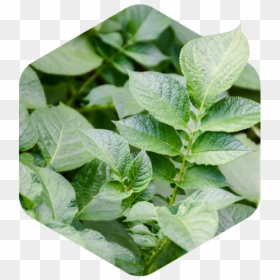 Carbon Neutrality - Herbal, HD Png Download - paan leaf png