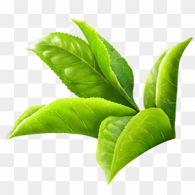 Thumb Image - Transparent Tea Leaves Png, Png Download - green leaf design png