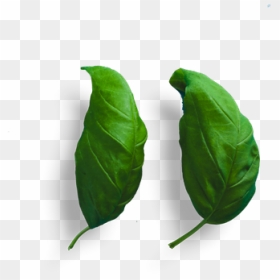 Bud, HD Png Download - paan leaf png
